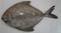 fresh black pomfret fish - product's photo