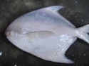 white pomfret fish - product's photo