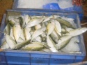 seer fish - product's photo