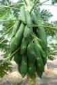 thai papaya to make souce - product's photo