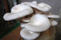 fresh oyster mushroom - product's photo