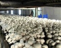 frozen cultivated champignon button mushroom spawn - product's photo