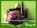 fresh organic eggplant - product's photo