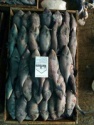 frozen leather jacket fish - product's photo