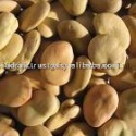 broad beans - product's photo