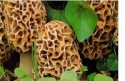 morel mushroom - product's photo