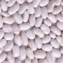 high quality organic white kidney beans - product's photo