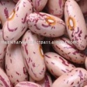 high quality organic light speckled kidney beans - product's photo