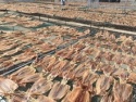 frozen dried illex argentina squid - product's photo