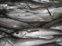 fresh frozen hake - product's photo
