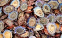 seafood shellfish frozen - product's photo