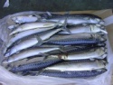 frozen mackerel fish - product's photo
