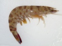black tiger shrim - product's photo