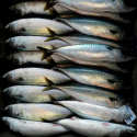 frozen mackerel fish - product's photo