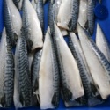 frozen seafood of atlantic mackerel - product's photo