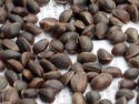 pine nut - product's photo