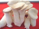 high quality fungusabalone mushroom - product's photo