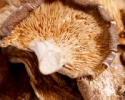 high quality abalone mushroom china - product's photo