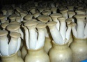 dried coprinus comatus mushroom china - product's photo