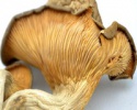 high quality dried fungusabalone mushroom china - product's photo