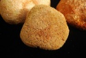 dried hericium erinaceus mushroom - product's photo