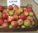 ligol apples - product's photo