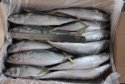 frozen pacific mackerel size - product's photo