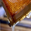 raw healthy clover honey - product's photo