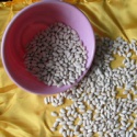 white kidney beans baishake type product - product's photo