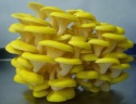 gold yellow oyster mushroom - product's photo