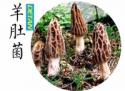fresh morel mushrooms  - product's photo