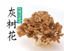fresh maitake mushroom - product's photo