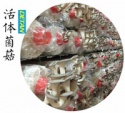 shiitake, oyster,reishi mushroom - product's photo