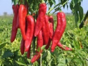 xinjiang sweet red chilli - product's photo