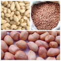 chinese blanched peanut - product's photo