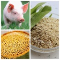 soy bean meal gmo - product's photo