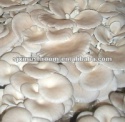 canned oyster mushroom - product's photo
