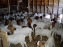 boer goats with full blood - product's photo