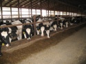 holstein heifers cattle - product's photo