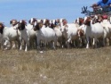 pregnant and non pregnant boer goats with full blood - product's photo