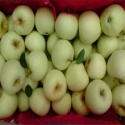 china fuji/gala/golden/red delicious apple to export - product's photo