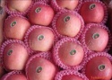 yantai fresh fruit red fuji apple best price exporter in china - product's photo