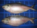 frozen hilsa fish - product's photo