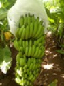 green cavendish banana - product's photo