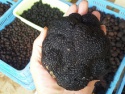 well matured black truffle - product's photo