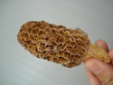 black morel mushroom - product's photo