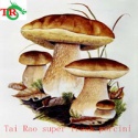 funghi porcini mushrooms - product's photo