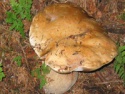 fresh morchella conicaboletusmorel mushroomsdried - product's photo