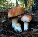 delicious fresh boletus mushroom  - product's photo