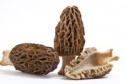 best quality dry earthy flavor morchella dried mushrooms - product's photo